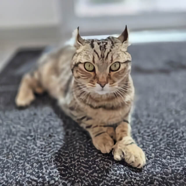 George The Clinic Cat Hover