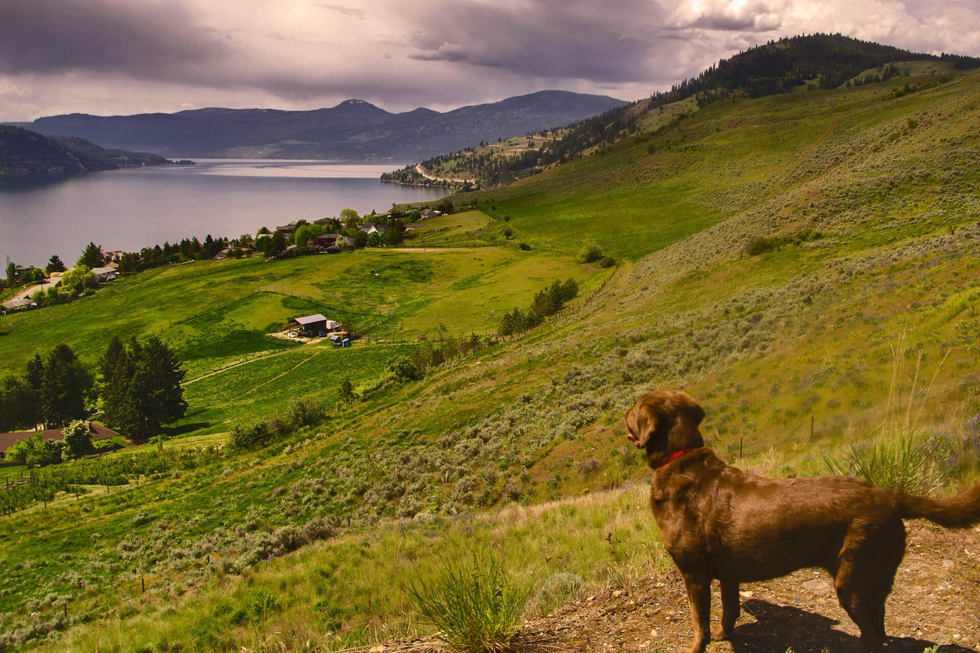 Kelowna Veterinary Hospital