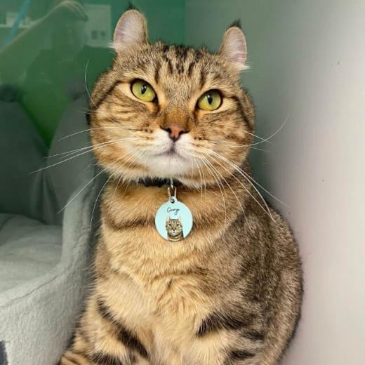 George The Clinic Cat