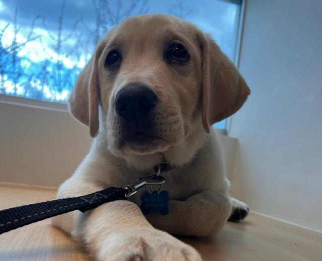 Laser Therapy